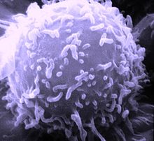 cancer lymphocyte